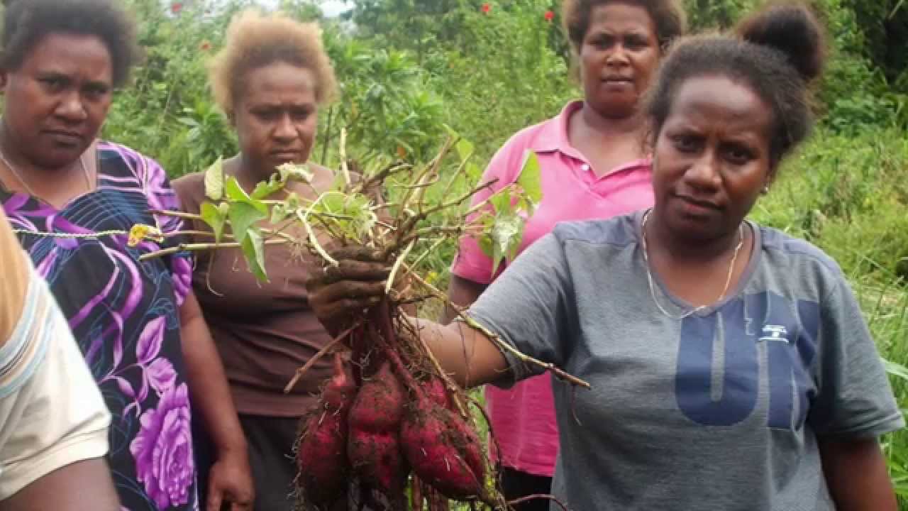 SWoCK Project: Improved germplasm and bulking