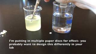 Catalase Demo