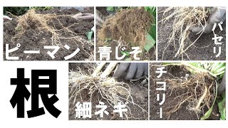 野菜の根っこを見てみよう！ | 株式会社ミズホ