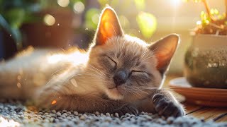 : Music to Relax Cats - Deep Sleep Music, Calming Music, Anxiety Relief