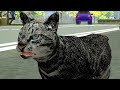 Симулятор Бродячей Кошки #1 Кот невидимка в Stray Cat Simulator с Кидом на пурумчата