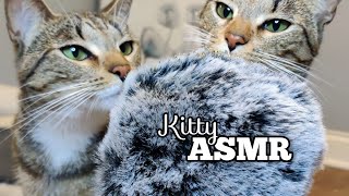 CATS LOVE DOING ASMR!!!  Enjoyable scratches & NumNums!