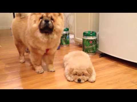 Get Charakter Chow Chow