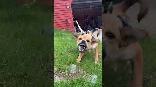 Love popping bubbles on beautiful days! #shiba #pop #bubbles
