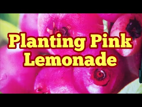 Video: Pink Blueberry Bushes - Tips om dyrkning af Pink Lemonade Blåbær