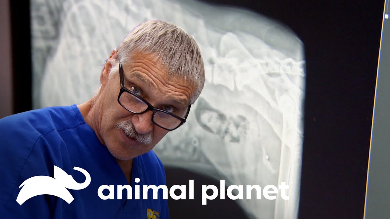 Doutor Jeff faz cirurgia em cadela atropelada | Veterinário das montanhas | Animal Planet Brasil