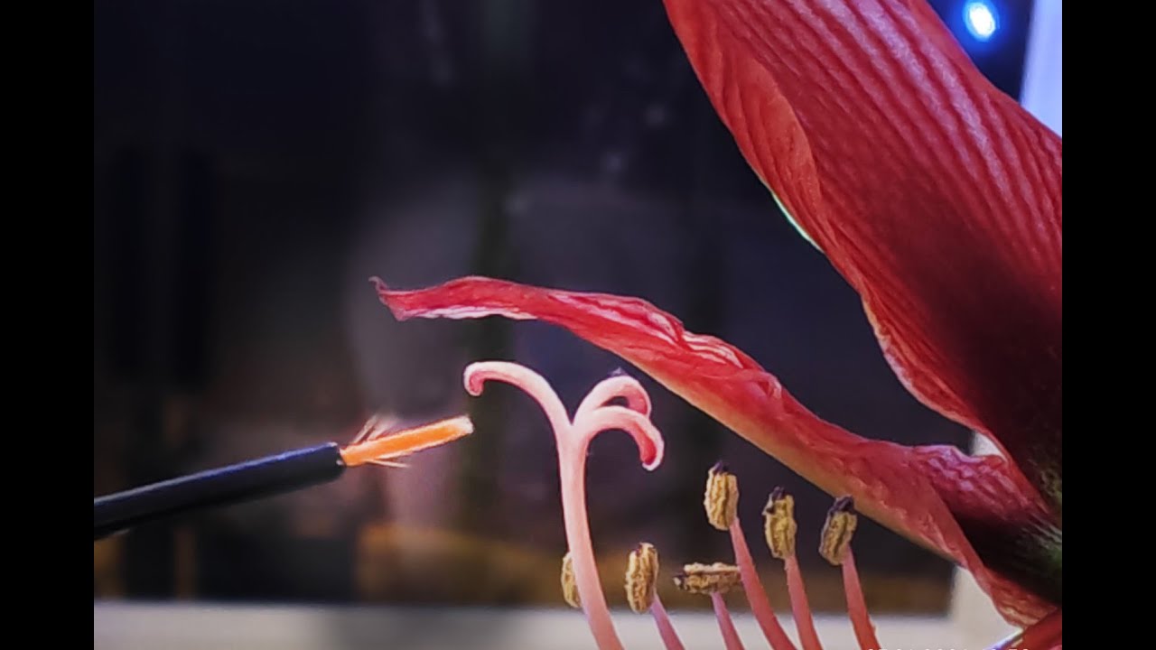 Запилення гіпеаструма (амариліса) в домашніх умовах