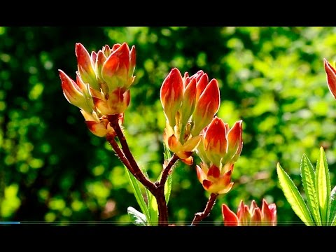 Video: Rhododendron Schlippenbach (27 Fotos): Dyrkning Af 
