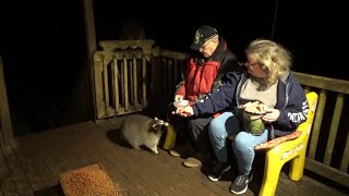 Angie Is Back With The Raccoons Again - Thurs 23 Nov 2023