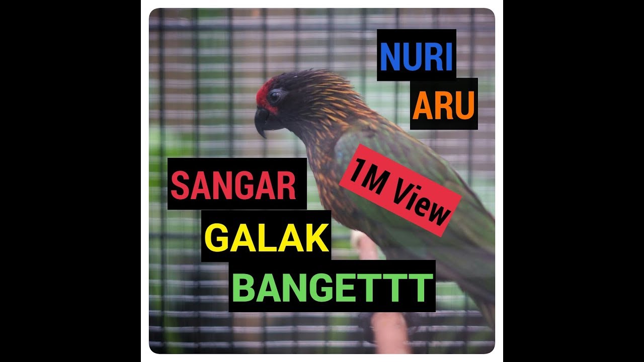 BURUNG KEREN NURI ARU 