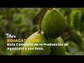 Aguacate Hass: Guía Completa de la Producción de Aguacate y sus Usos - TvAgro por Juan Gonzalo Angel