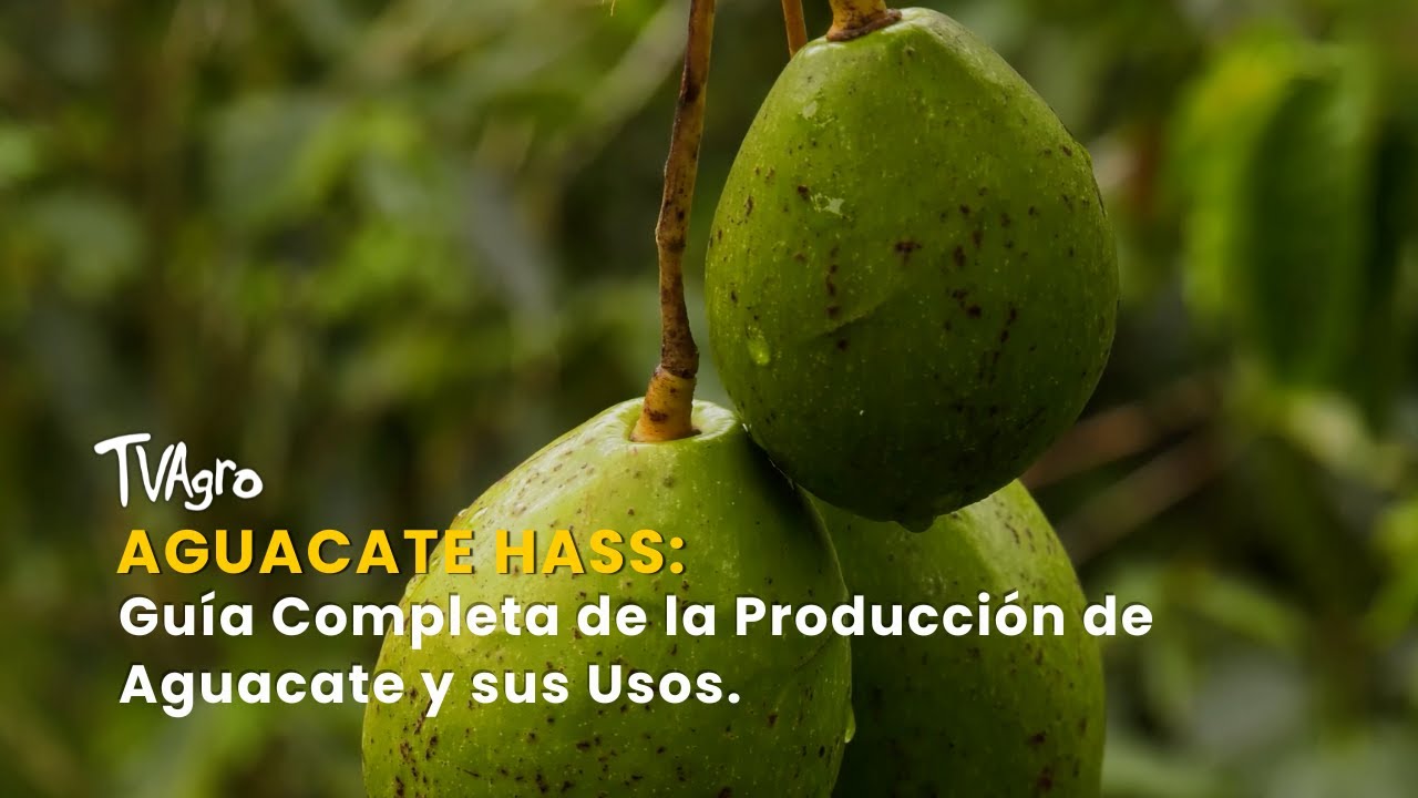 Aguacate Hass: Guía Completa de la Producción de Aguacate y sus Usos - TvAgro por Juan Gonzalo Angel