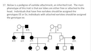 Genetics Problem #17 Net Worth