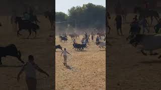 Tension en Fuentesauco (Zamora). #festejospopulares #bousalcarrer #toros #bull