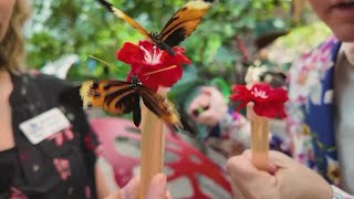 Sponsored Content: Come Check Out The Butterfly Palace