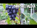 Мармеладка - новая гибридная форма Калугина В.М.