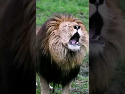 Vídeo: Que animal faz um rugido alto?