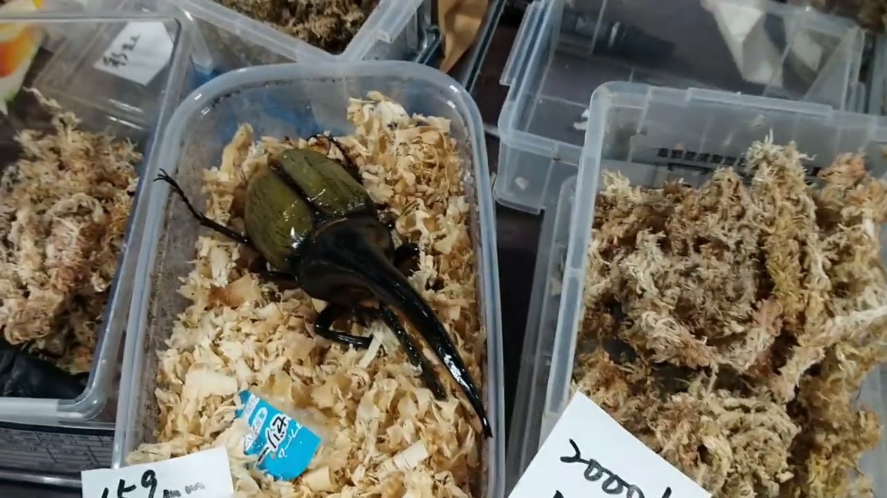 Phalacrognathus muelleri, Lucanus cervus judaicus, Dynastes Hercules, Dorcus hopei binodulosus