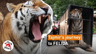 Tiger Tajmirs Wild Journey To Felida Four Paws Subs