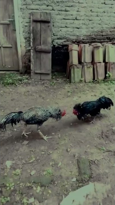 ayam bangkok petarung