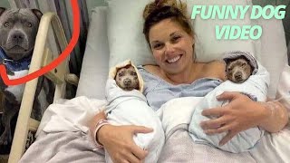 Funny pitbull and american bully videos 2022