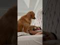 The worst mistake you can make in the morning with a dog!