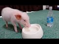 水だと思って飲んだら炭酸水だったときのミニブタの反応がこちらw【36 日目】
