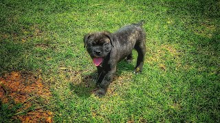 Pascal the 5 week old Cane Corso puppy goes outside for the first time!