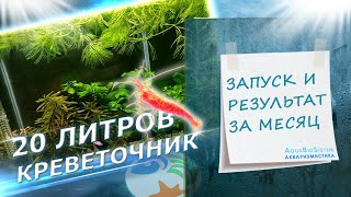 Креветочник 20 литров. Запуск и результат за месяц.