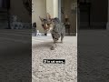 Cat Kittypets Catlover Oldcat Seniorcat Kitty Pets Cute 21 Petlover Dago 