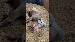 Hoping for the best♥️ Preparing for the worst…Today I prepared Lavendels foaling box. #pregnantmare