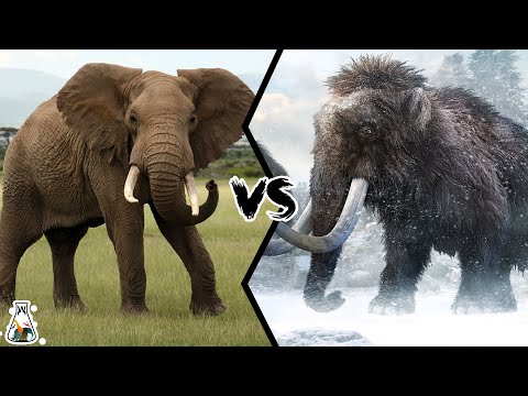Video: Er uldne mammutter i familie med elefanter?