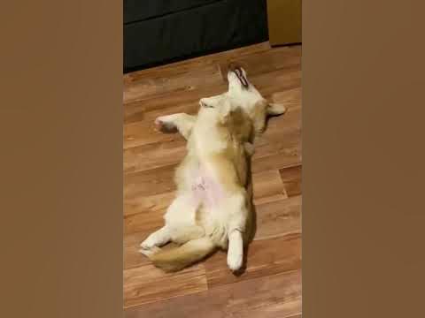 игруля - YouTube