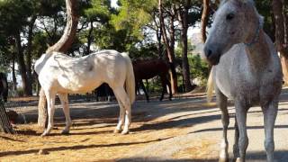 Adalarda Fayton Atlarını hiç böyle görmediniz  │ Heybeliada