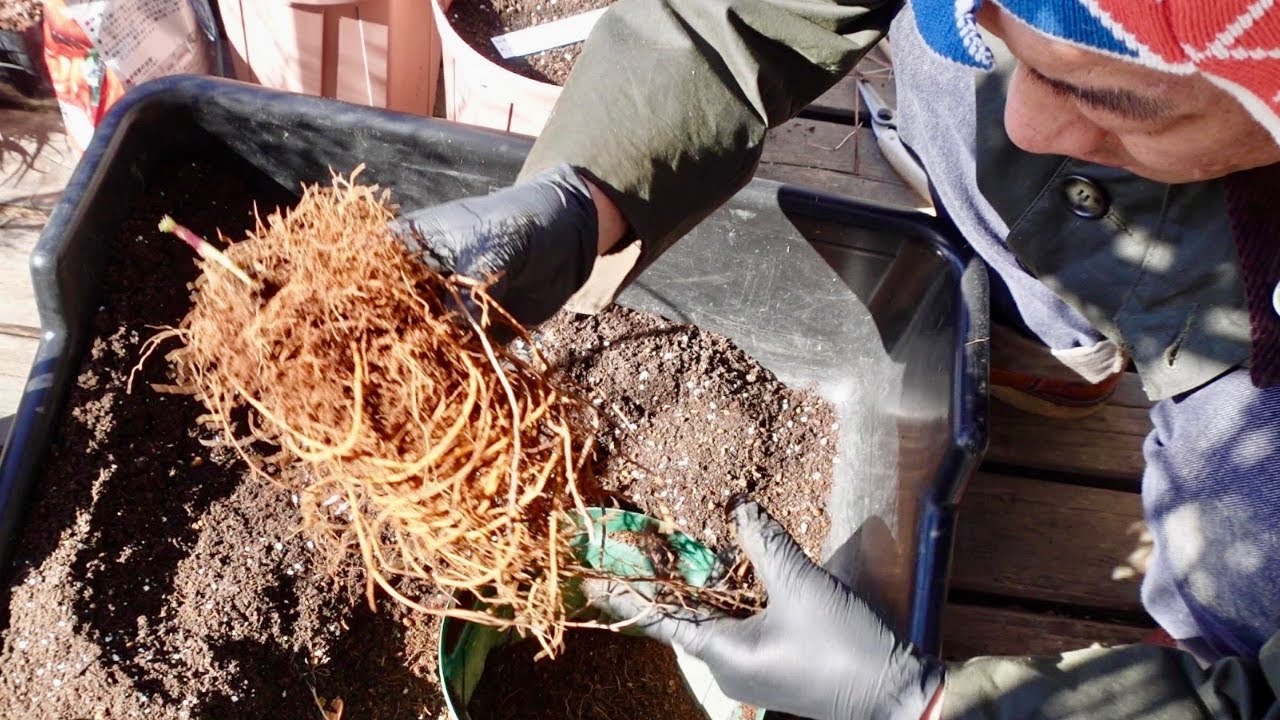 クレマチスの植え替えで最も気をつける点　【園芸超人カーメン君】