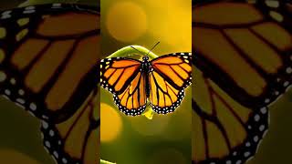 Butterflies Can Remember Past Lives as Caterpillars