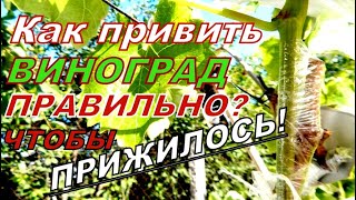 КАК ПРИВИТЬ ВИНОГРАД ПРАВИЛЬНО!?ПРОСТО СДЕЛАЙ ТАК!Результаты прививок!The best ways to graft grapes!