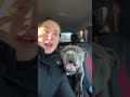 Who could resist a fun-loving Staffy. #dog #staffy #foryou #funnydog #funnydog