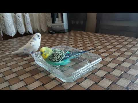 Muhabbet Kuşları'nın Banyo