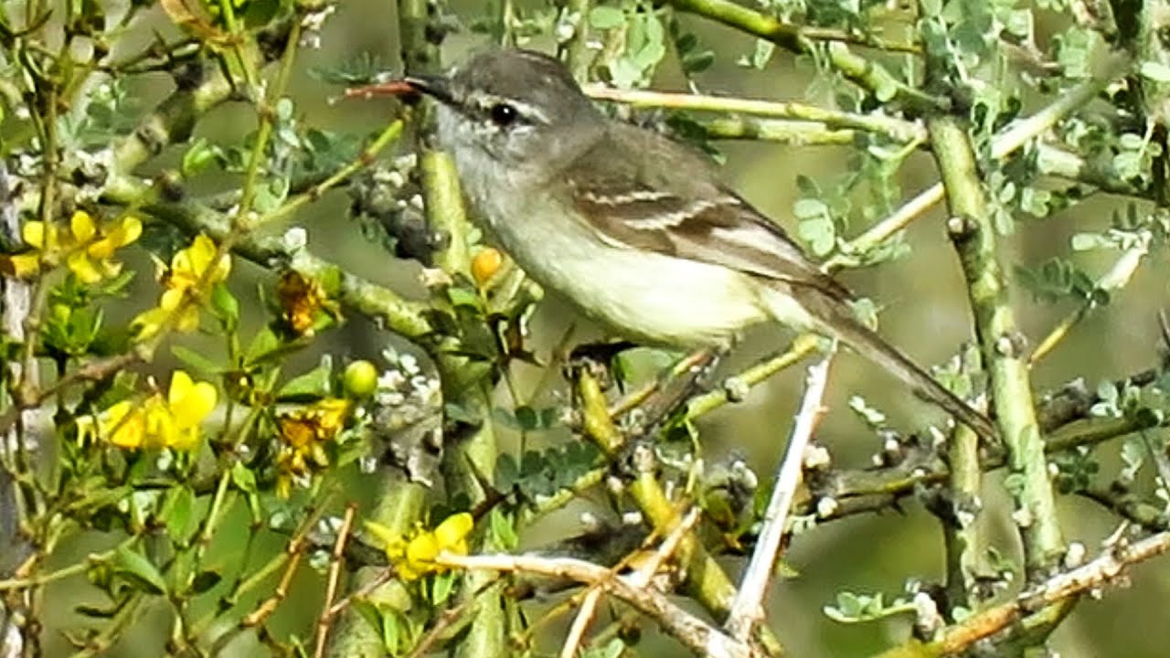 Straneck's Tyrannulet - a cryptic species