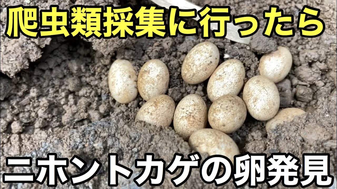 爬虫類採集に行ったらニホントカゲの卵を発見しました【爬虫類】今年初のカブトムシも発見