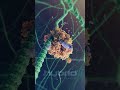 MRNA Transcription Animation Transcription Proteinsynthesis Medicalanimation 