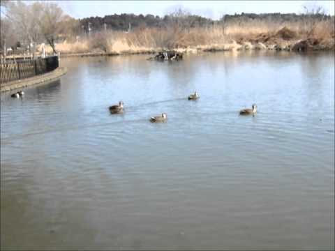 北柏ふるさと公園　カモ