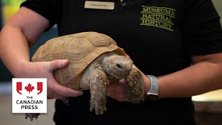 Halifax's 104-year-old tortoise showered with love ahead of his surgery