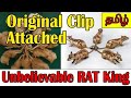 Unbelievable and disgusting rat king  tamil  vini creations  vinith prasath  vc 