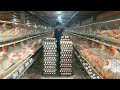 How southeast asia farmer make chicken coop  raising chicken for eggs
