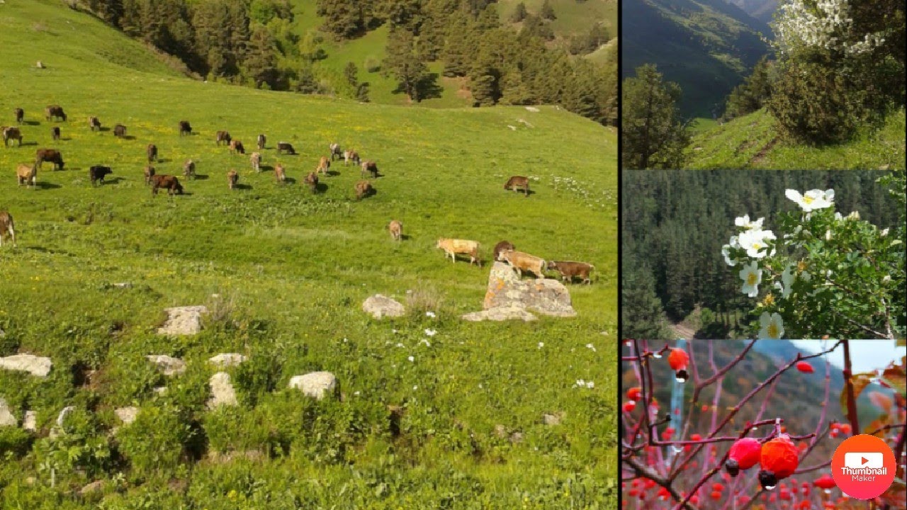 ŞENKAYA KÖROĞLU KÖYÜ