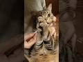 猫の歯磨き
