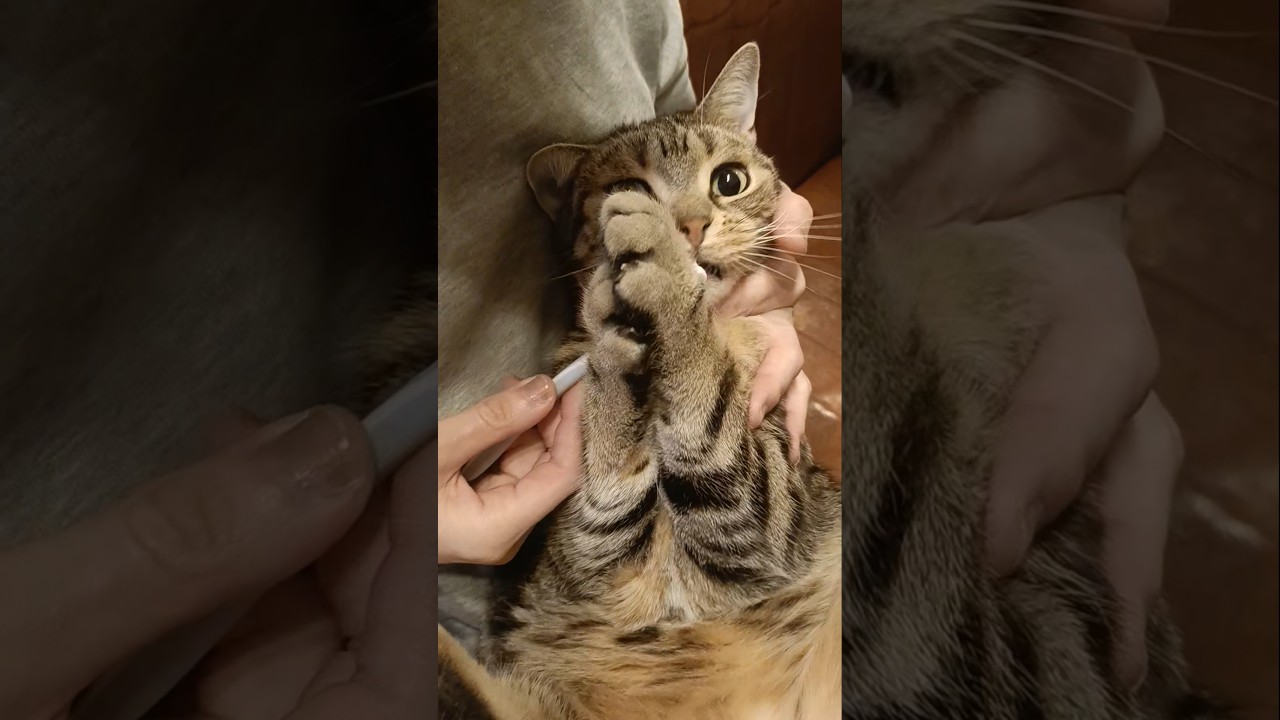 猫の歯磨き