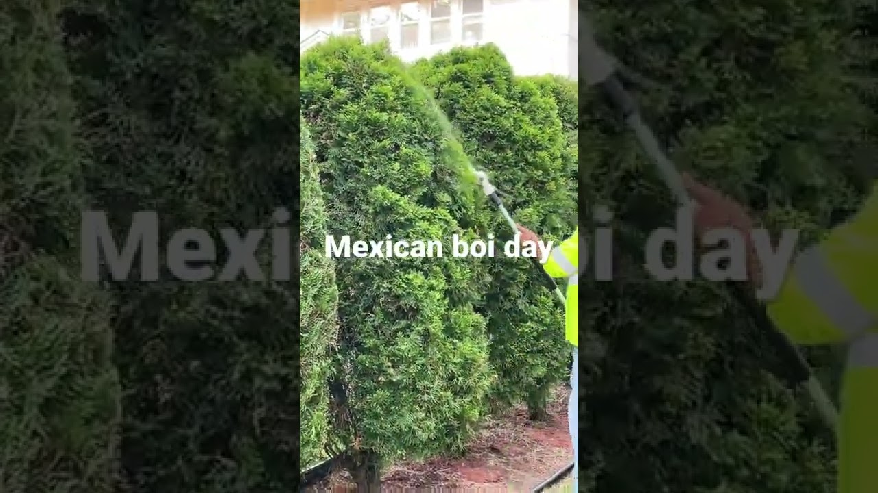 Bush trim day 💪🏼💪🏼💰💰